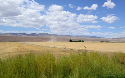 CIRCLE Z | Top Benefits of Circle Pivot Irrigation for Your Farm CIRCLE Z | Top Benefits of Circle Pivot Irrigation for Your Farm